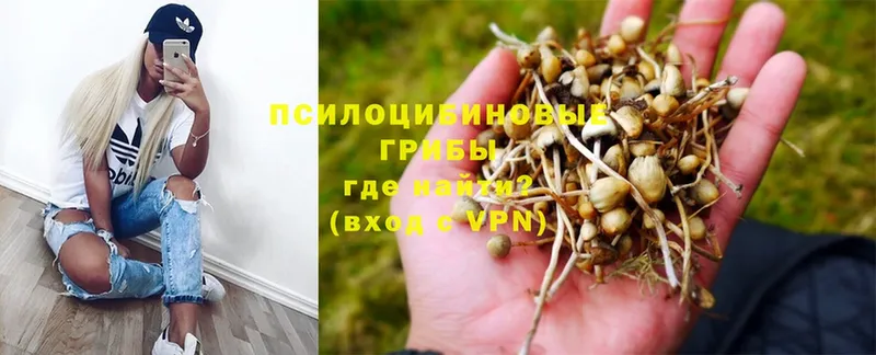 Галлюциногенные грибы Psilocybe  Канск 